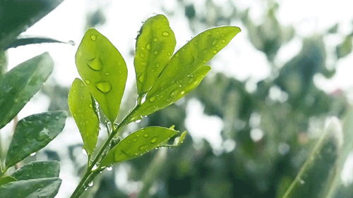 春風(fēng)十里，不如室內(nèi)這抹綠“迷醉”你！